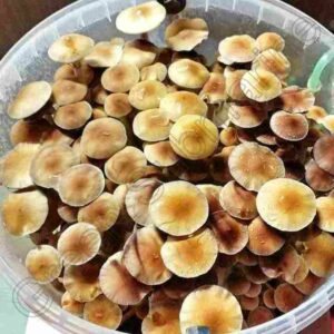 Споры грибов спори грибів Psilocybe Cubensis - Mexican