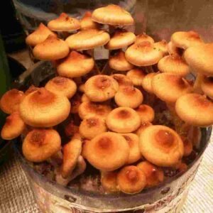 Споры грибов Psilocybe Cubensis - Lipa Yai (Thai)