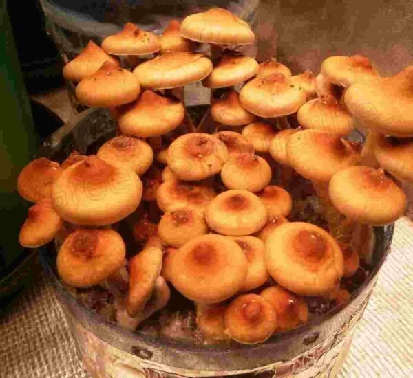 Споры грибов Psilocybe Cubensis - Lipa Yai (Thai)