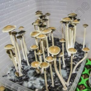 Споры грибов Panaeolus Tropicalis спори грибів Panaeolus Tropicalis