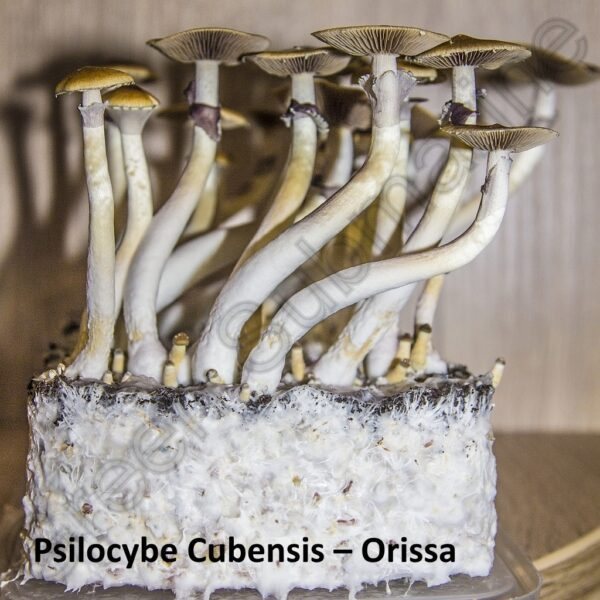 Споры грибов Psilocybe Cubensis - Orissa
