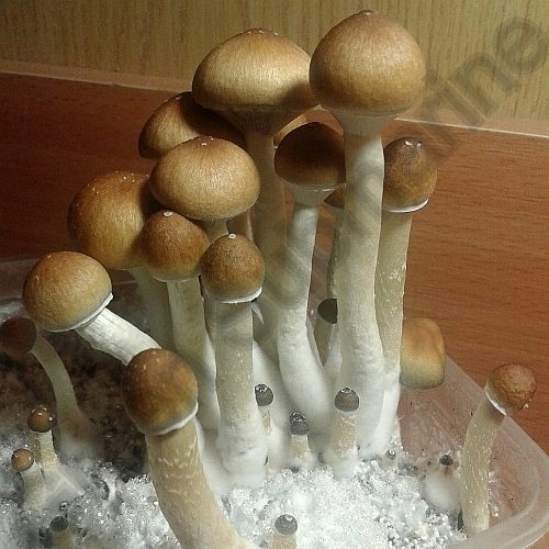 Споры грибов Psilocybe Сubensis - Z-strain