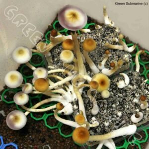 Споры грибов Psilocybe Cubensis - Hybrid A+