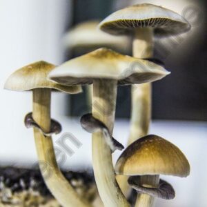 Споры грибов Psilocybe Cubensis - Mckennaii
