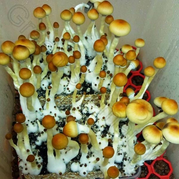 Споры грибов Psilocybe Cubensis - Tapalpa