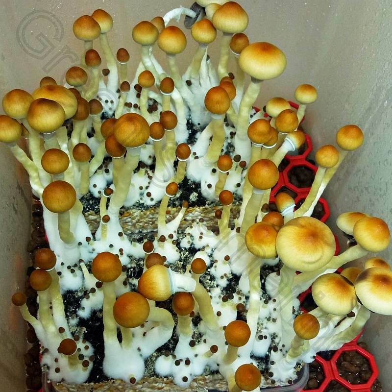 Что значит споры грибов