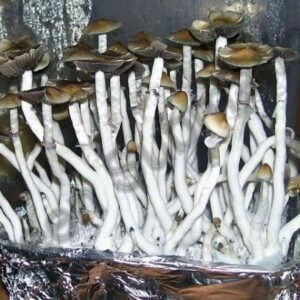 Споры грибов Psilocybe Cubensis - Brazil