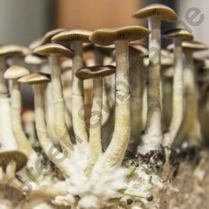 Спори грибів Psilocybe Cubensis