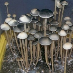 Споры грибов Panaeolus