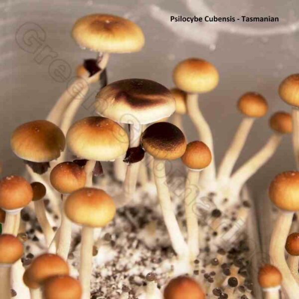 Споры грибов спори грибів Psilocybe Cubensis - Tasmanian