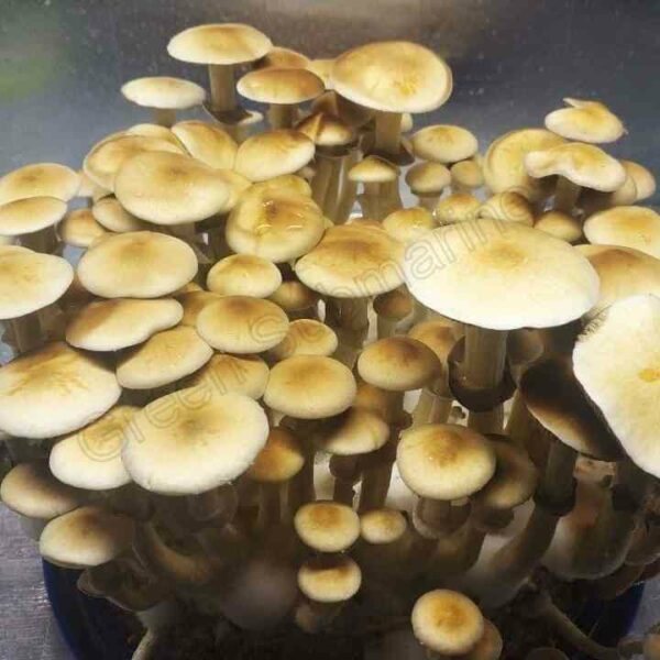 Споры грибов Psilocybe Cubensis - Cambodian