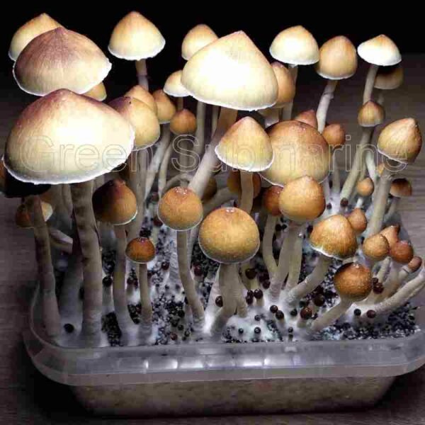 Споры грибов Psilocybe Cubensis - Golden Teacher