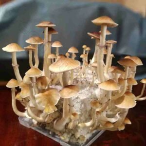 Споры грибов Psilocybe Cubensis - B+