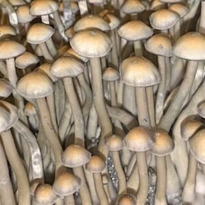 Споры грибов Psilocybe Natalensis