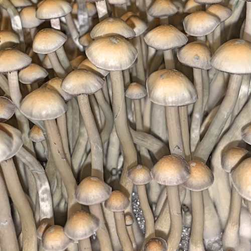 Споры грибов Psilocybe Natalensis
