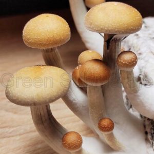 Споры грибов Cubensis - F+