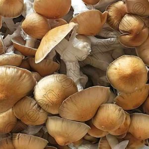 спори грибів спори грибов Lizard King