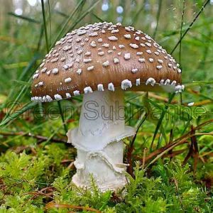 Мухомор Королівський