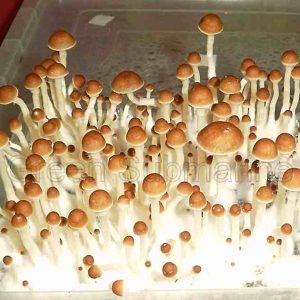 Cubensis - Large Fruit