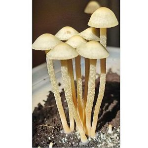 Спори грибів Panaeolus Weza