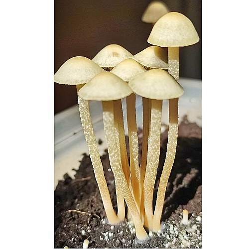 Спори грибів Panaeolus Weza Спори грибів Panaeolus Weza